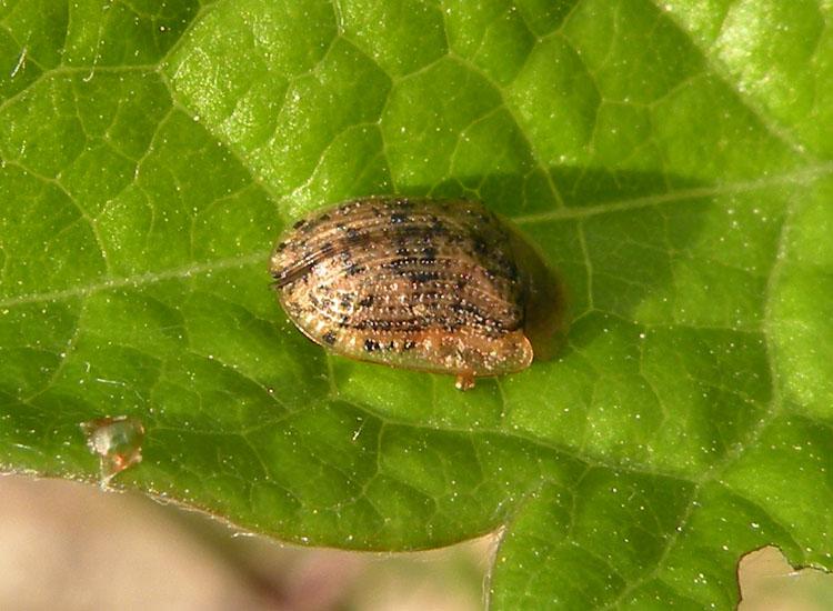 Cassida spp.